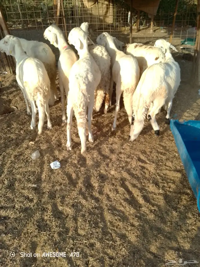 ذبايح حري سواكني حي الحمدانية 2