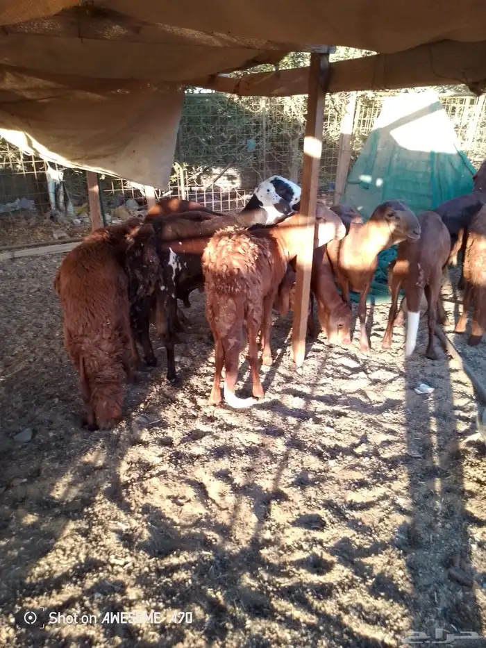 ذبايح حري سواكني حي الحمدانية 4