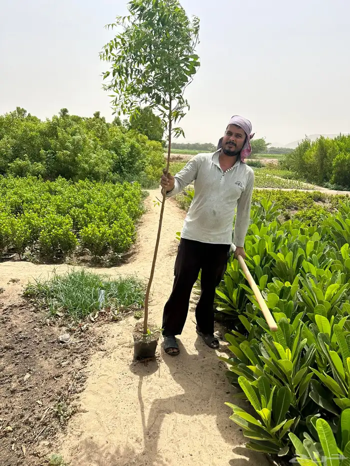 اشجار مشتل 1