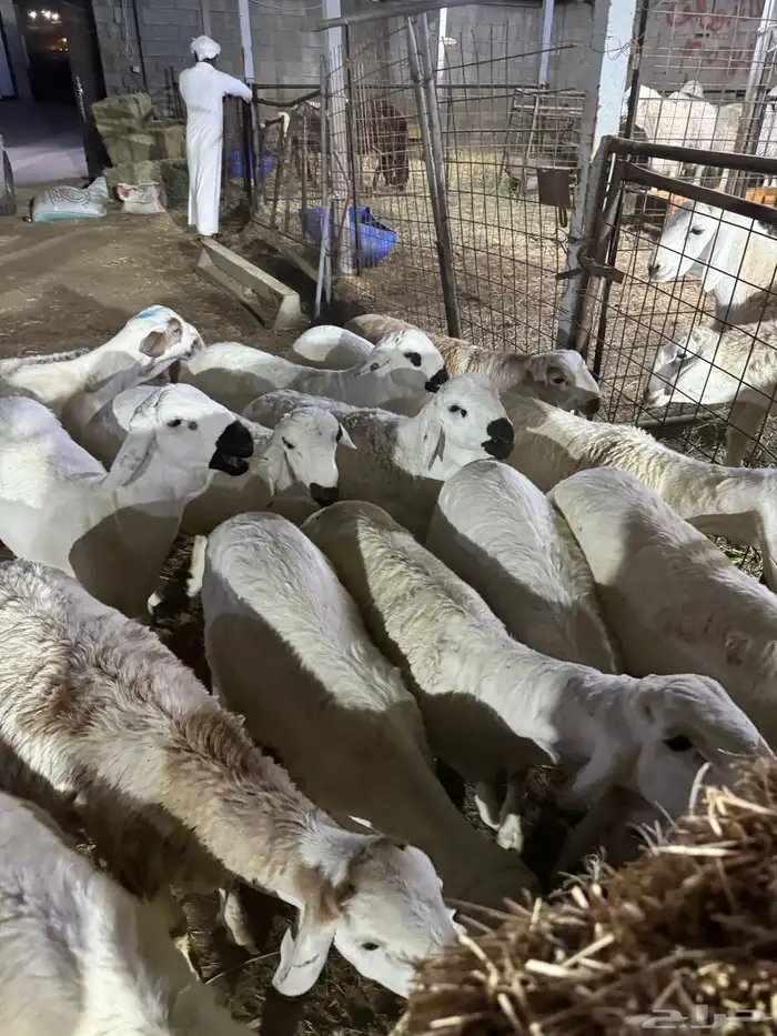 حري وسواكن ويوجد طبخ ومناسبات 1