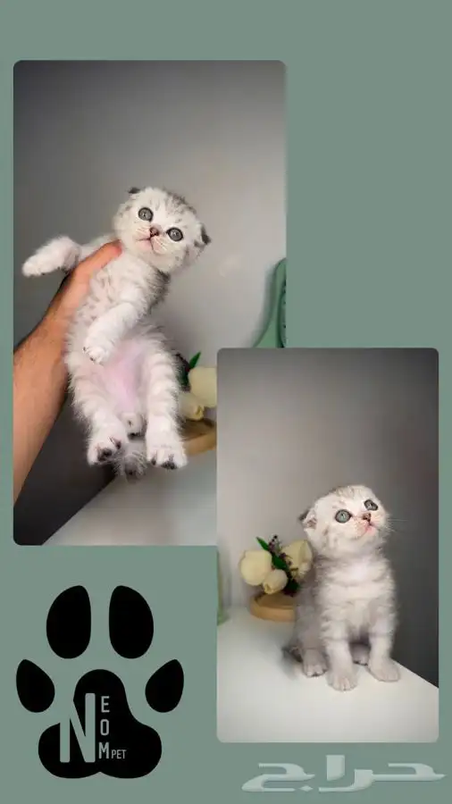 هاف بيكي سكوتش فولد بيرشن بيكي فيس قطط تقسيط اقساط متجر قطط 2