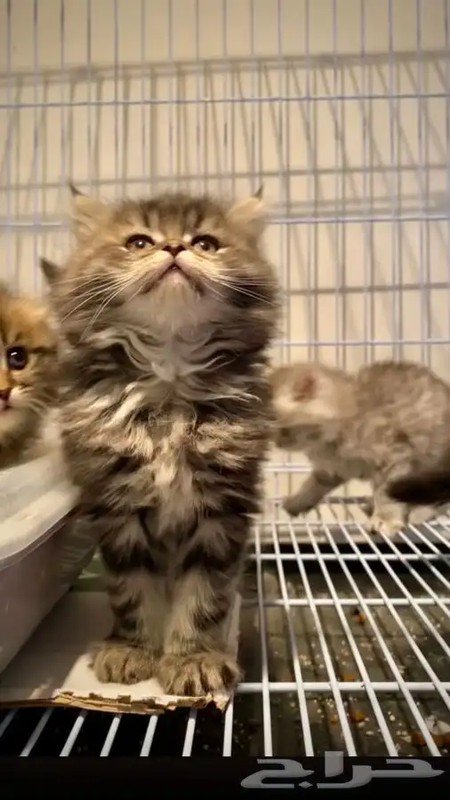 هاف بيكي سكوتش فولد بيرشن بيكي فيس قطط تقسيط اقساط متجر قطط 0