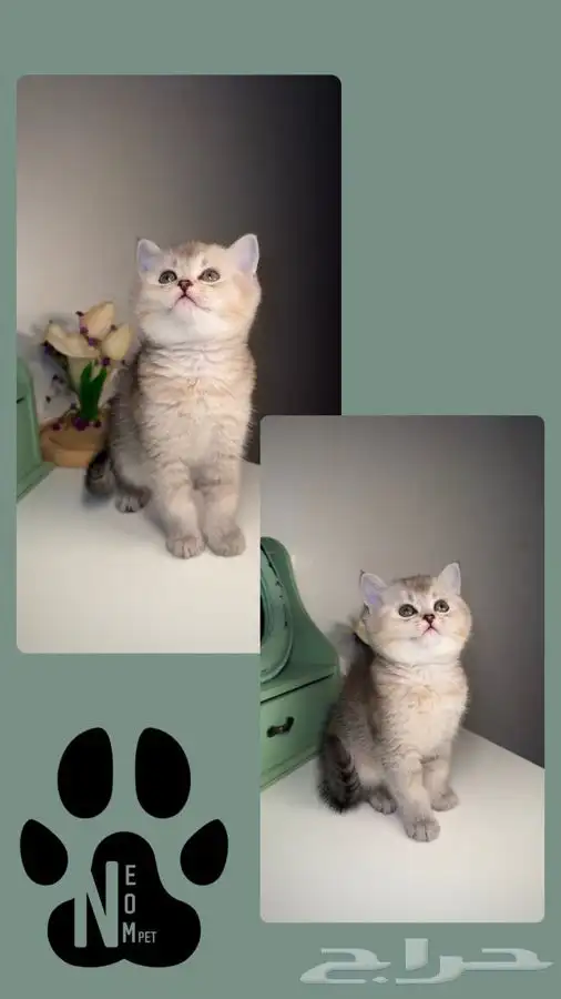 هاف بيكي سكوتش فولد بيرشن بيكي فيس قطط تقسيط اقساط متجر قطط 4