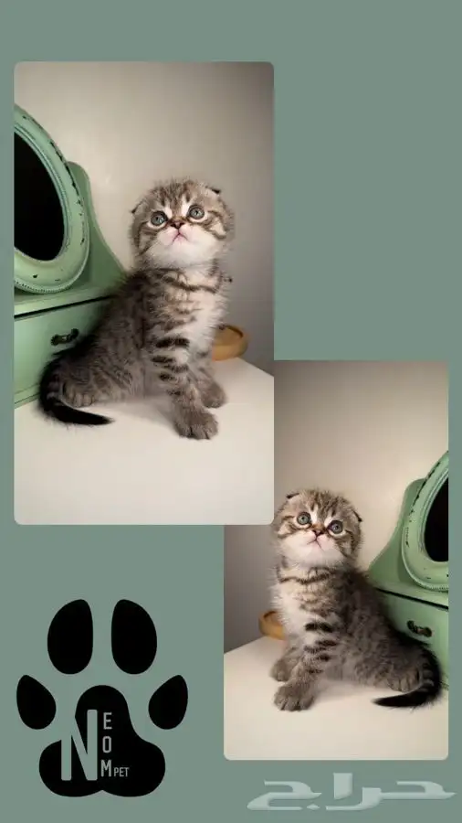 هاف بيكي سكوتش فولد بيرشن بيكي فيس قطط تقسيط اقساط متجر قطط 3