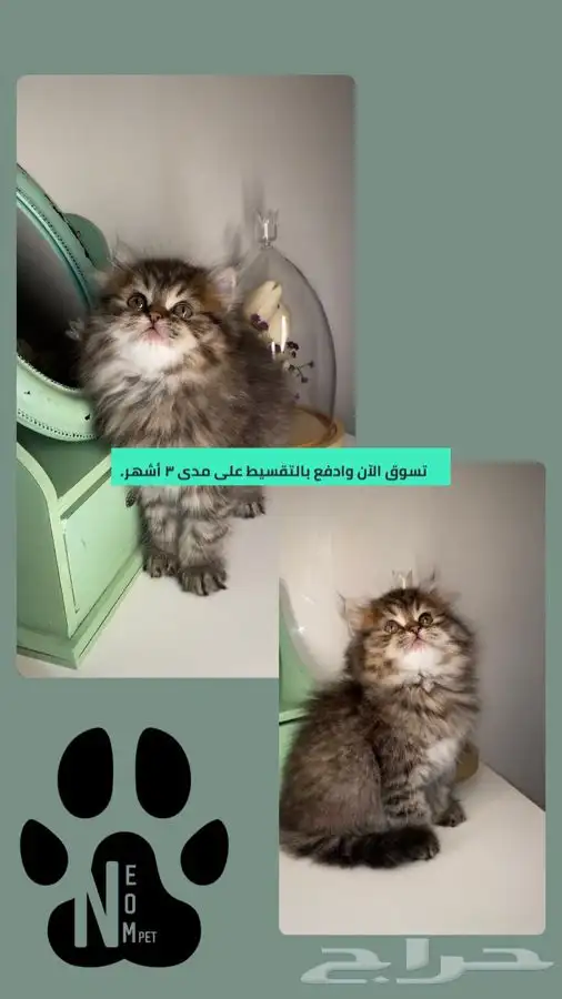 هاف بيكي سكوتش فولد بيرشن بيكي فيس قطط تقسيط اقساط متجر قطط 1