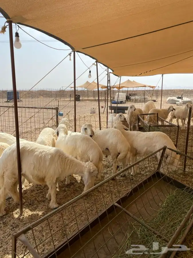 ذبايح حري ذبائح مناسبات يوجد توصيل 0