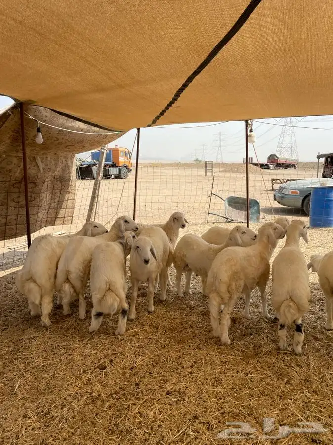 ذبايح حري ذبائح مناسبات يوجد توصيل 5