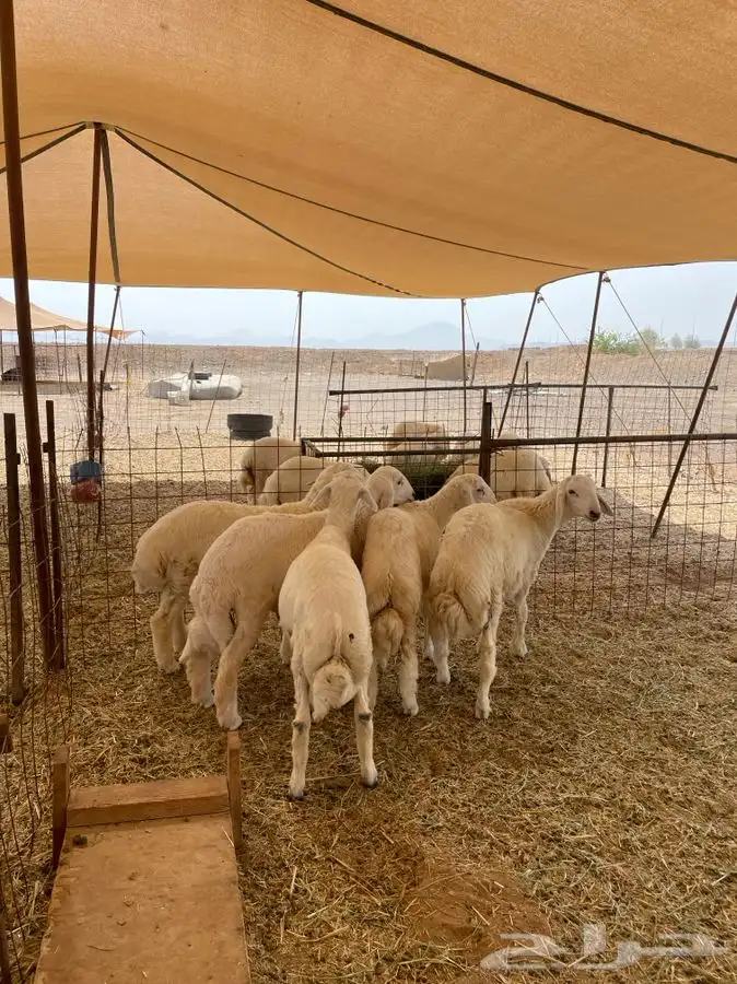 ذبايح حري ذبائح مناسبات يوجد توصيل 4