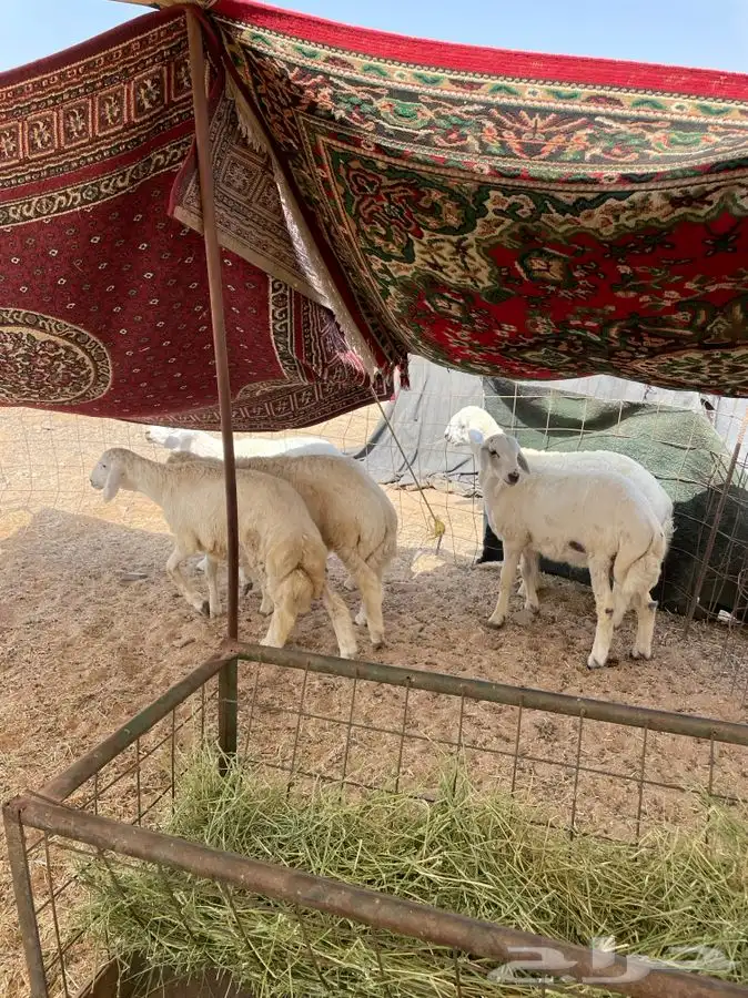 ذبايح حري ذبائح مناسبات يوجد توصيل 3