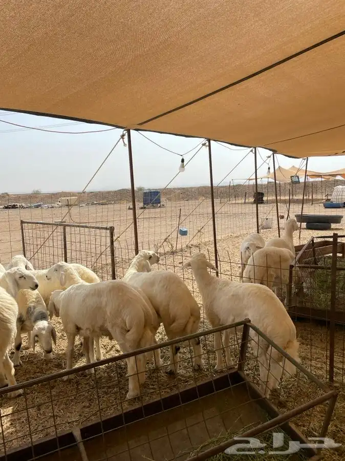 ذبايح حري ذبائح مناسبات يوجد توصيل 1