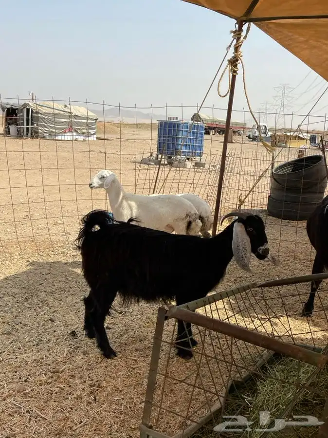 ذبايح حري ذبائح مناسبات يوجد توصيل 7