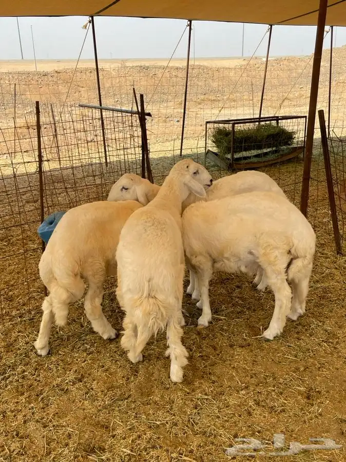 ذبايح حري ذبائح مناسبات يوجد توصيل 2