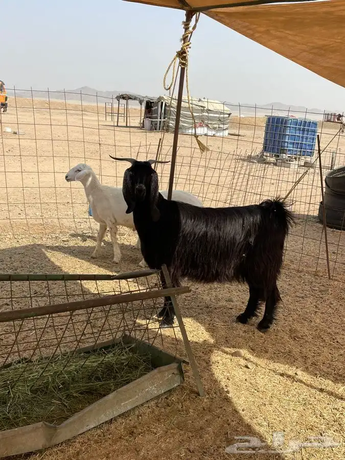 ذبايح حري ذبائح مناسبات يوجد توصيل 8