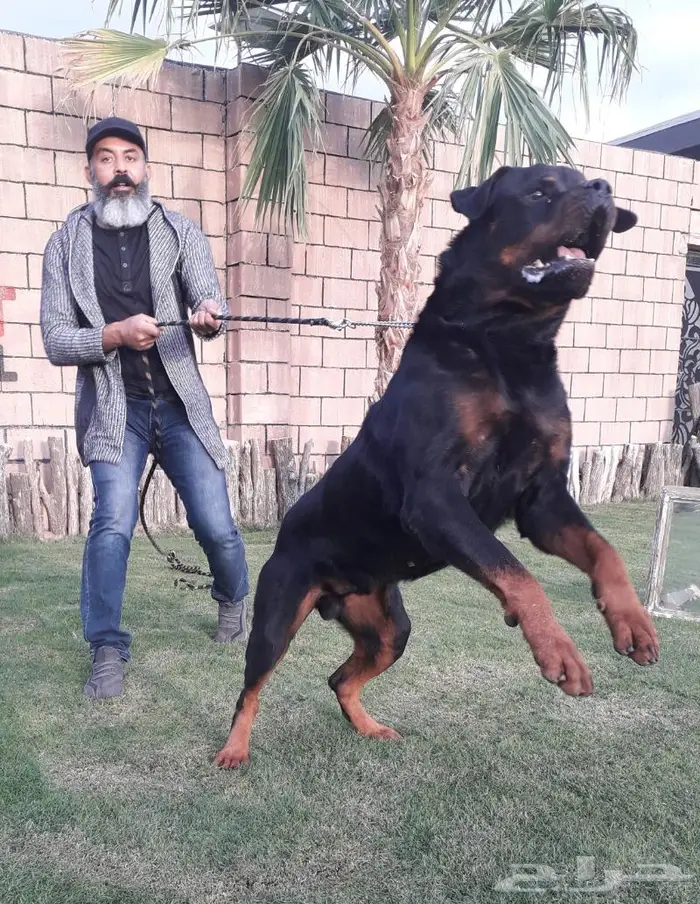مدرب كلاب وتعديل سلوك 5