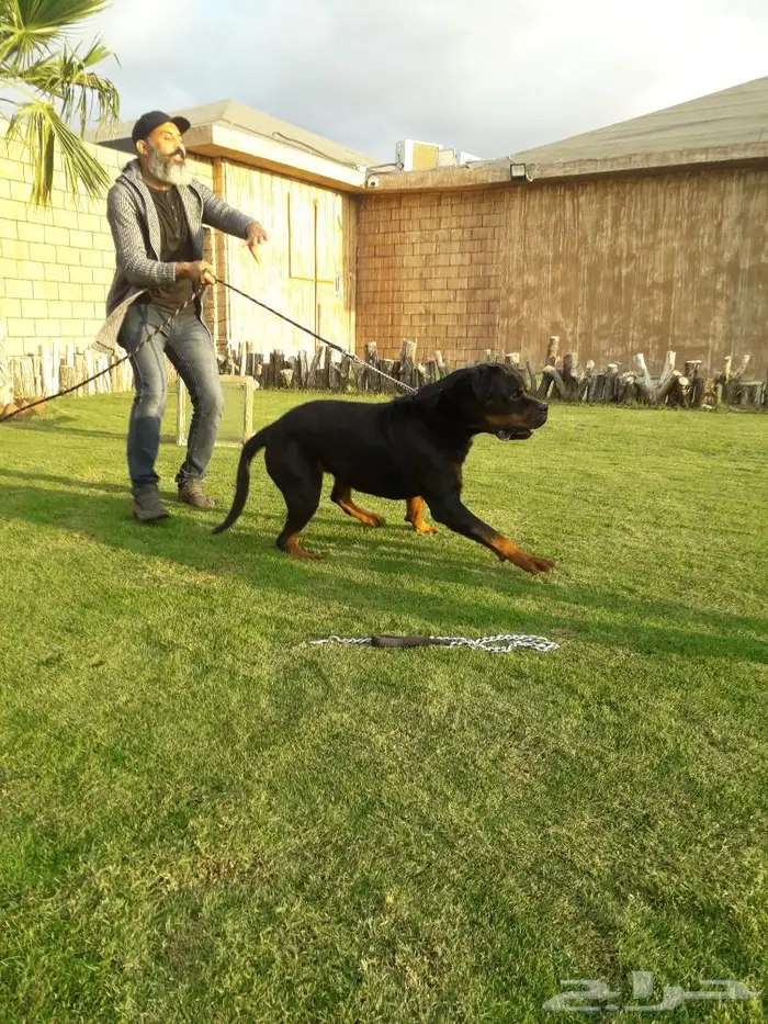 مدرب كلاب وتعديل سلوك 6