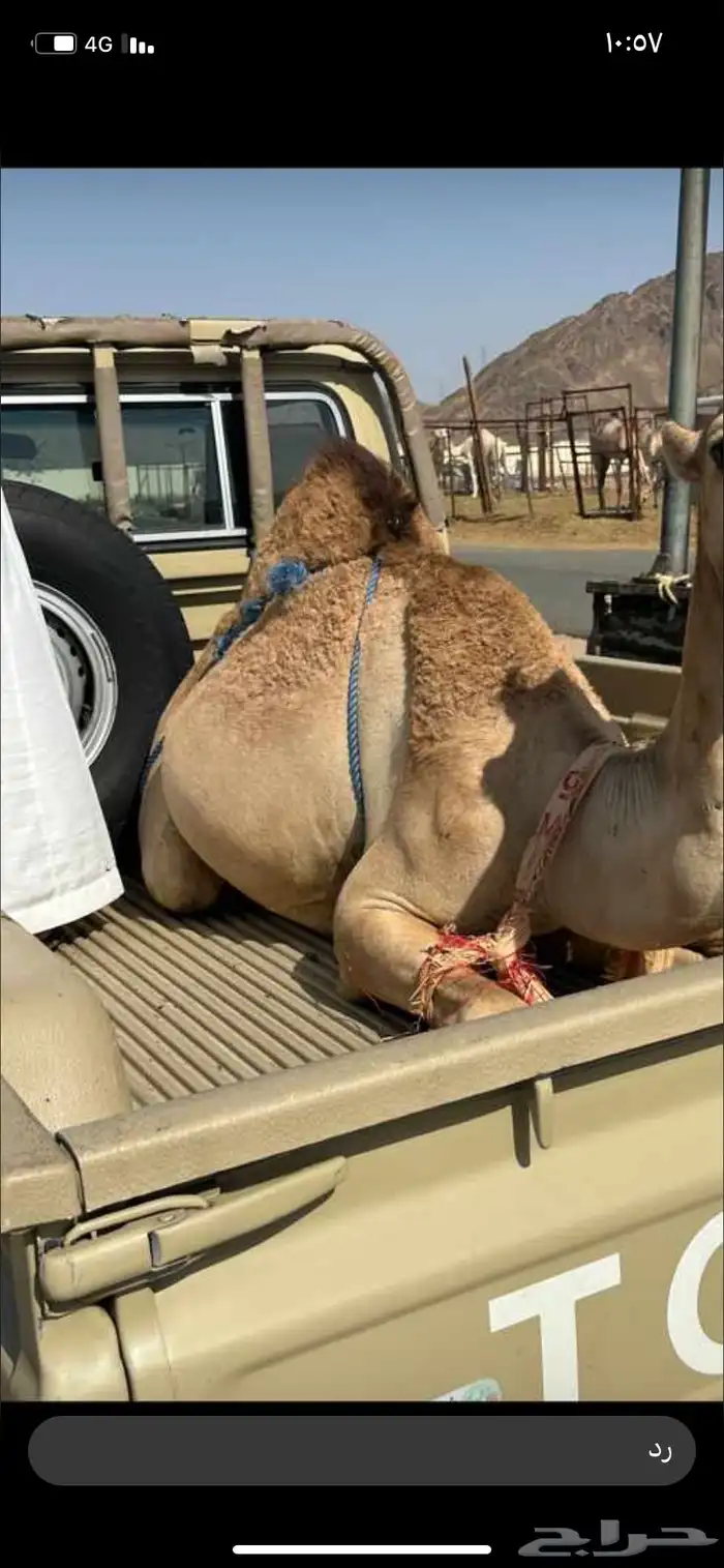 للبيع القعدان الكفو للمبادي وزواجات 0