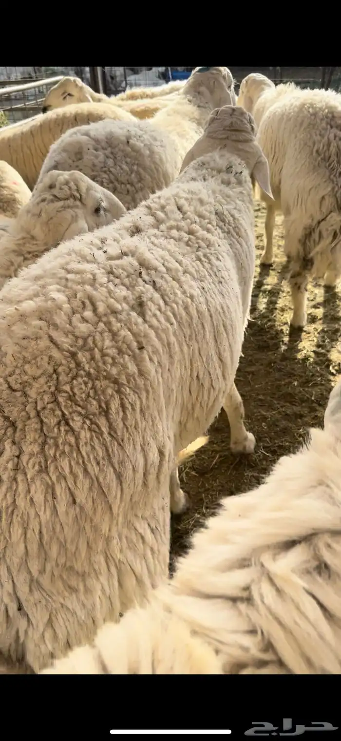 حري وسواكن ويوجد طبخ ومناسبات 2