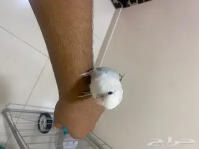 روز اليف 1