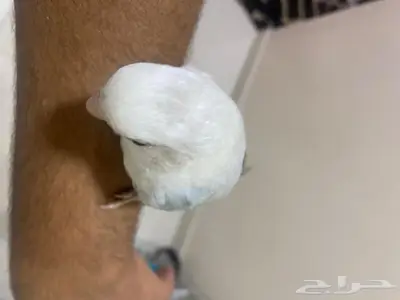 روز اليف 2
