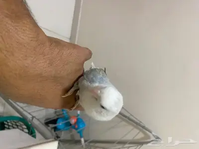 روز اليف 3