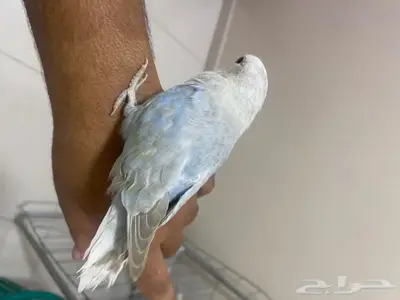 روز اليف 4