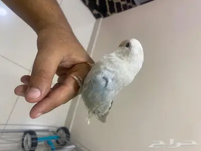 روز اليف 5