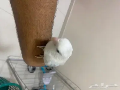 روز اليف 7