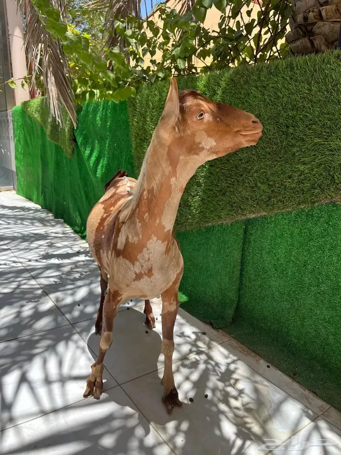 فحل عماني جيشي توه كاسر ثني 0