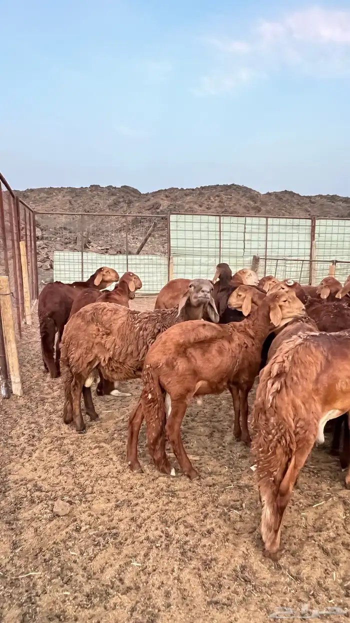 سواكن حمري جبره تربيه بريه ( راجع التقييم) 1