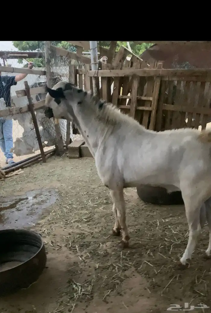 فحل بيشي صنف الصنف 0