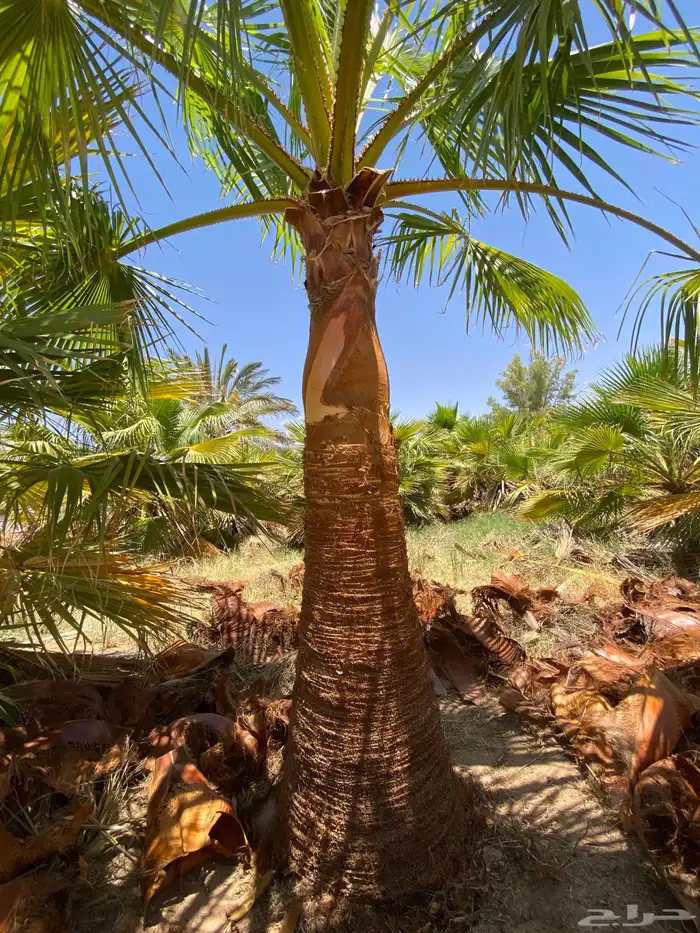 واشنطني زينه 5