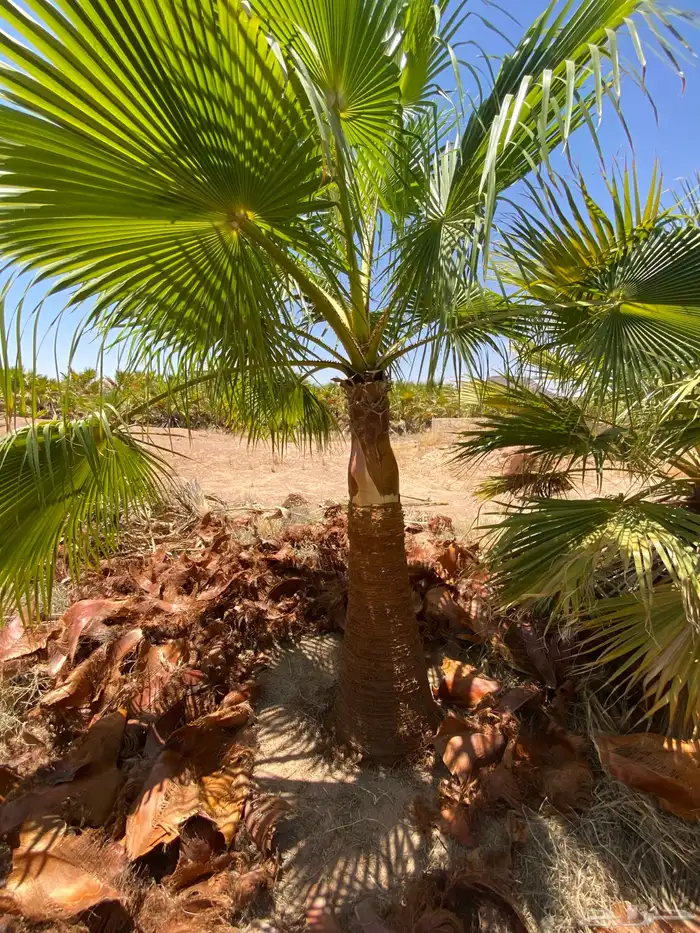 واشنطني زينه 7