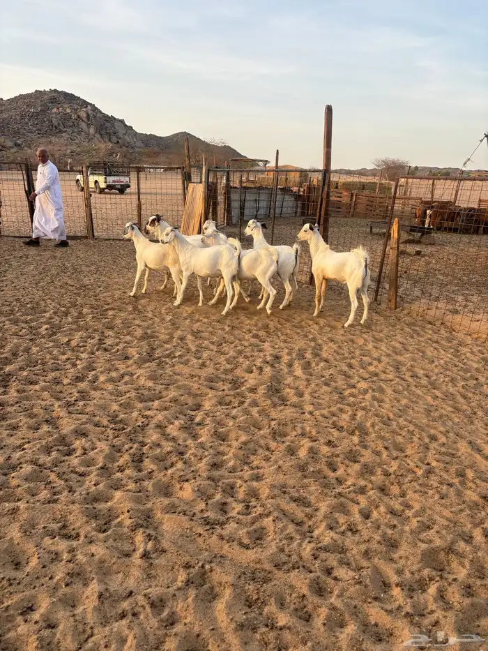 الشميسي طريق الخواجات 3