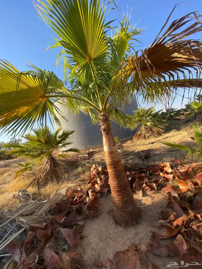 واشنطني زينه 1