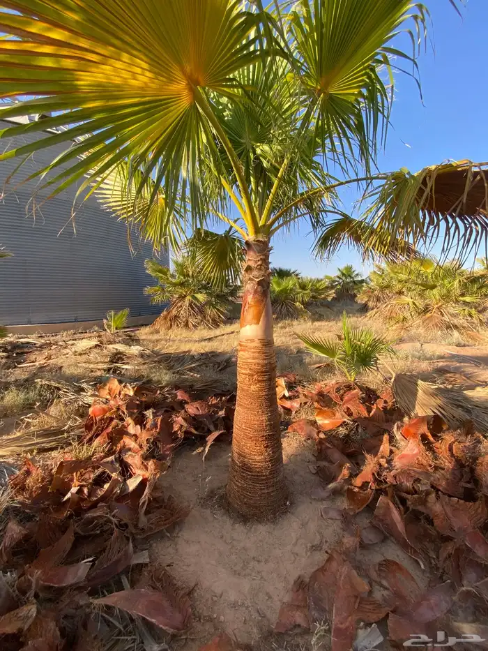 واشنطني زينه 4