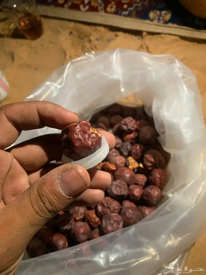 شتلات سدر بلدي نخب أول 6