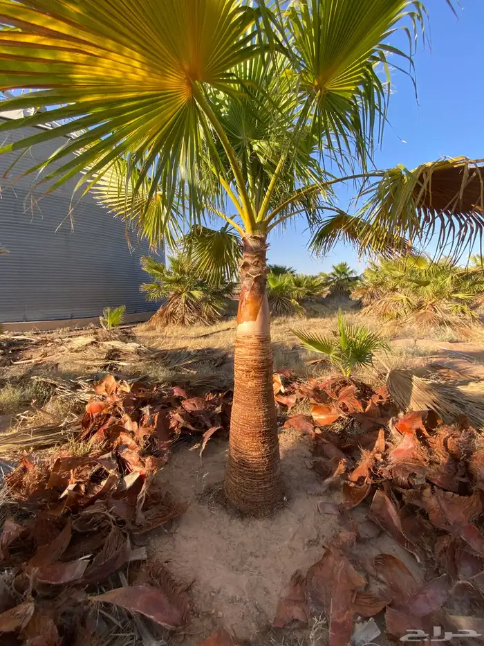 واشنطني زينه 6