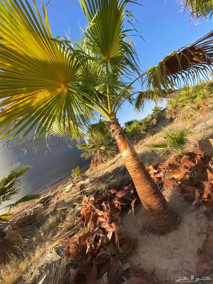 واشنطني زينه 8