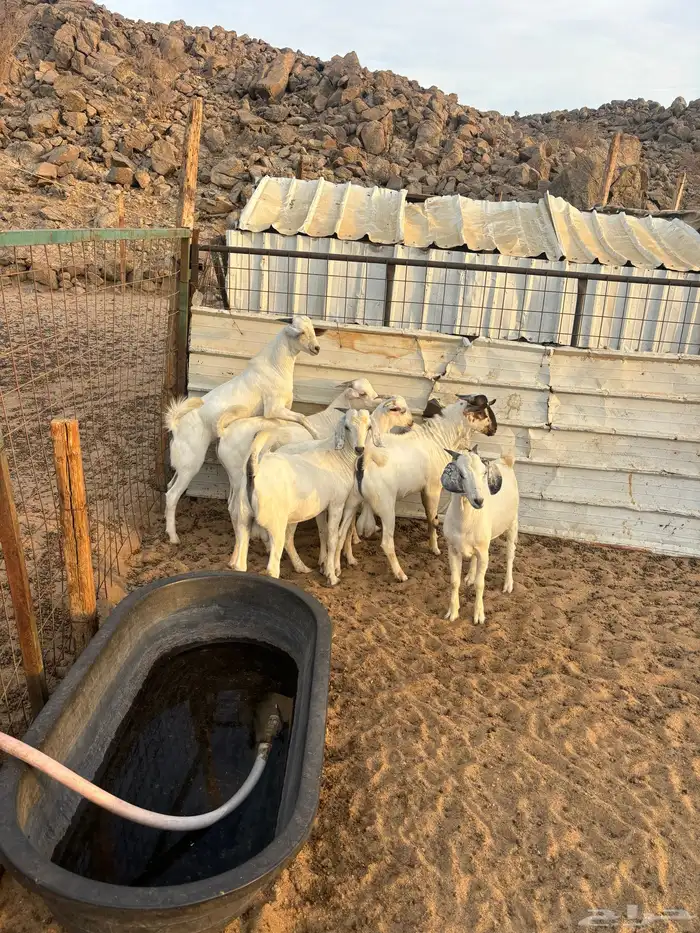 الشميسي طريق الخواجات 1