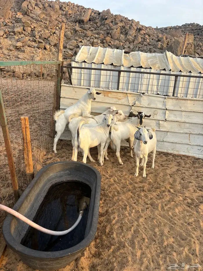 الشميسي طريق الخواجات 0