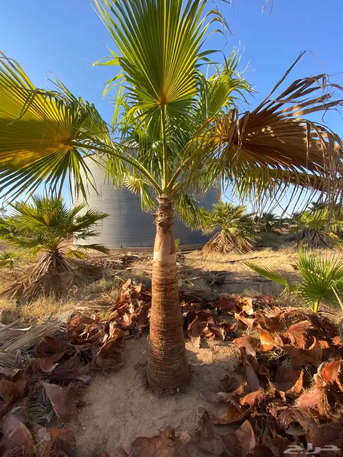 واشنطني زينه 9