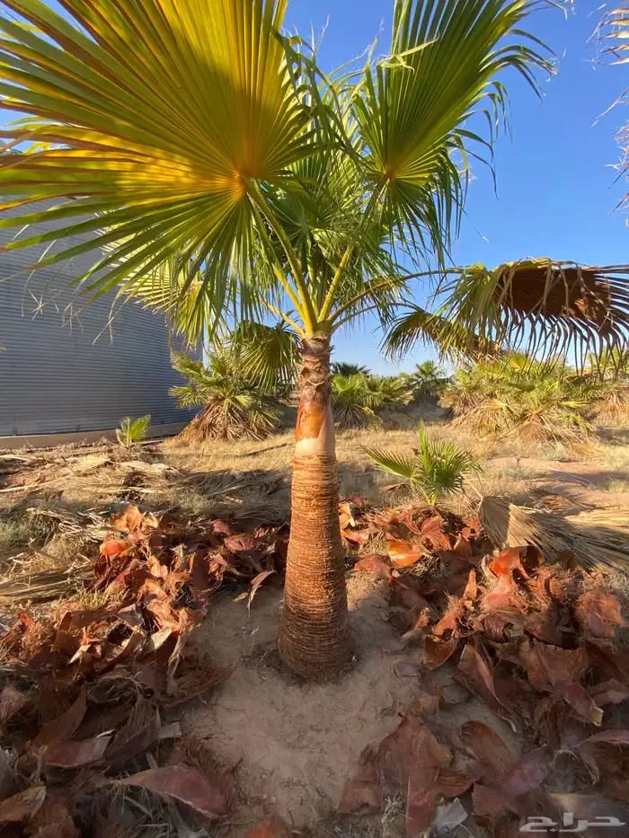 واشنطني زينه 3