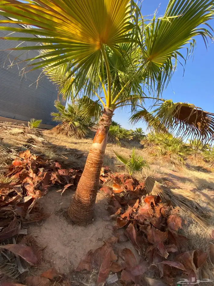 واشنطني زينه 2