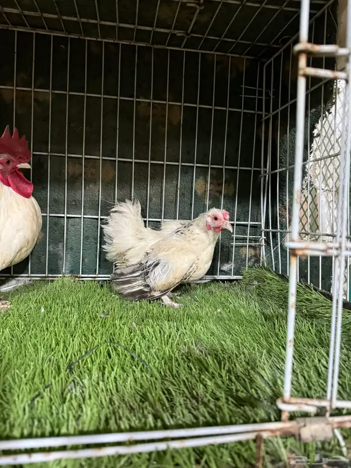 طقم مسحب جبنيز 2