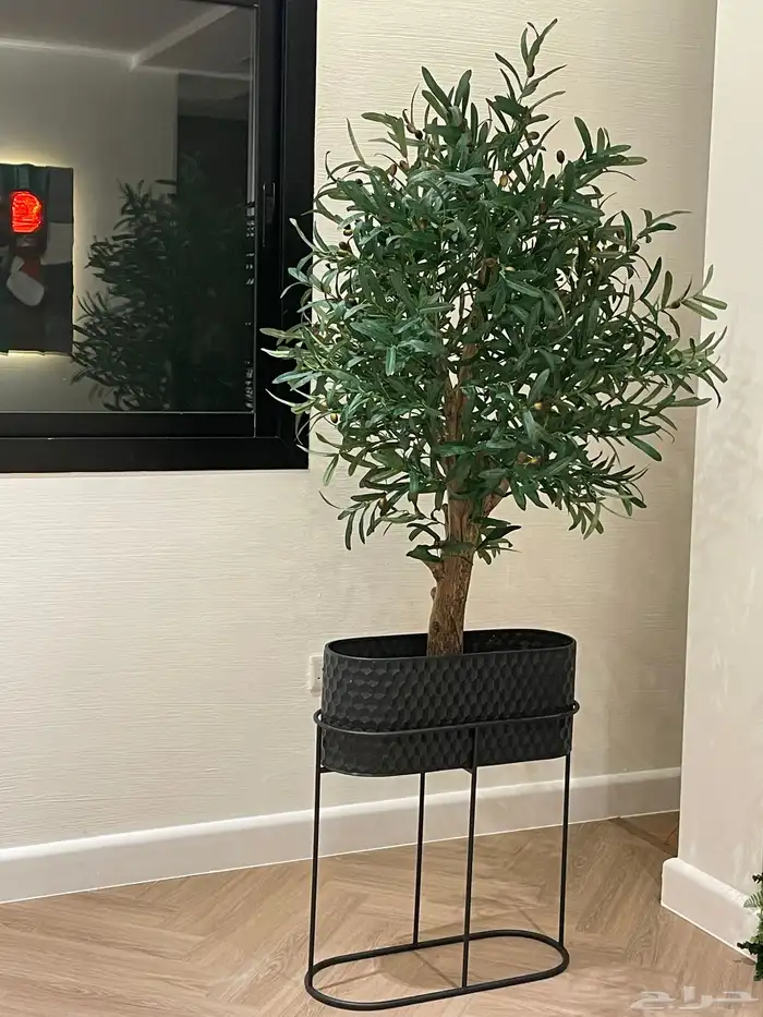 شجرة زيتون صناعيه بجذع طبيعي (اعمال يدويه ) 0