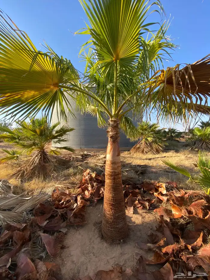 واشنطني زينه 0