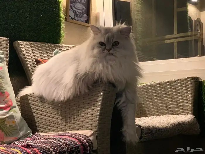 قط ذكر شانشيلا للتزاوج 2