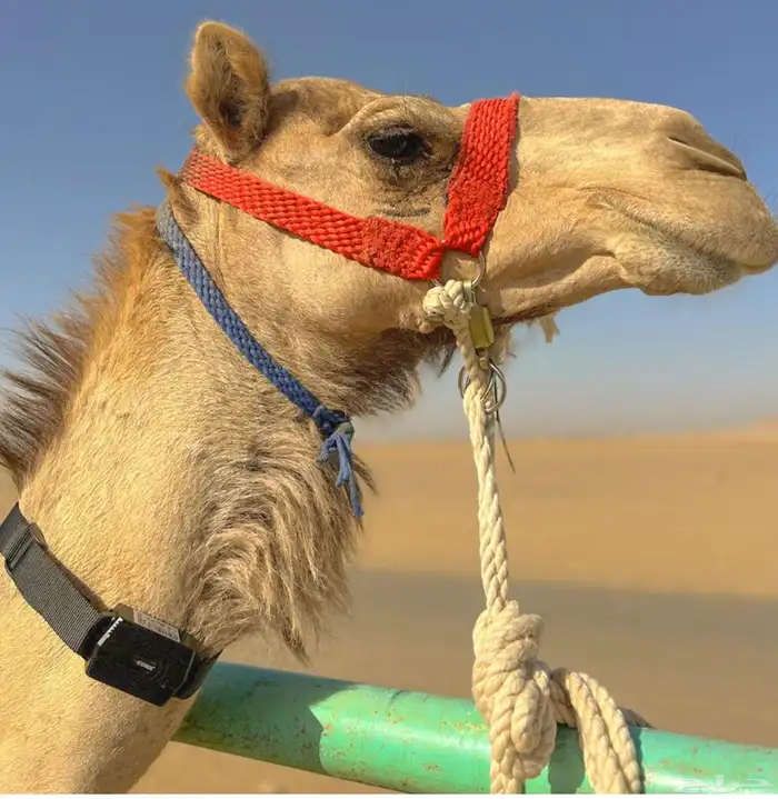 جهاز تتبع ( هجن - خيل - أغنام ) 0