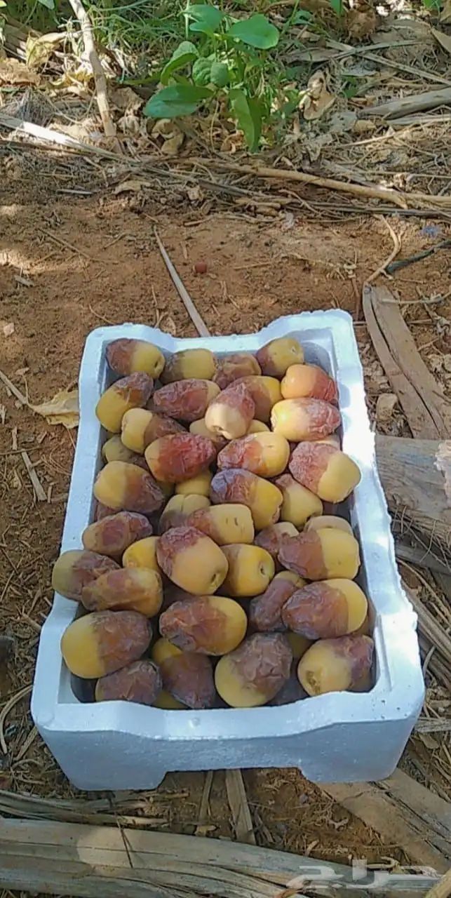 كل انواع التمور( خراف - كنيز - رطب -فله ) و الطحينة والدبس 20