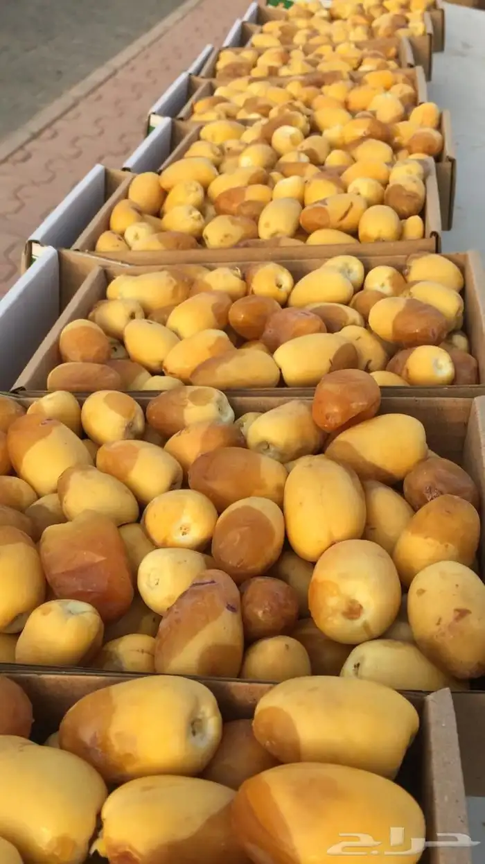 كل انواع التمور( خراف - كنيز - رطب -فله ) و الطحينة والدبس 26